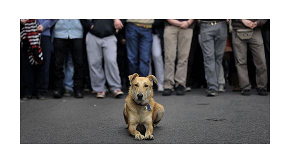Loukanikos, le chien star du Time – Vidéo