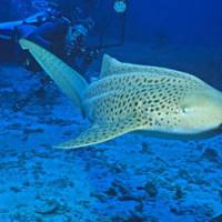 Landes : un requin et des dauphins échoués sur la plage