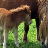 Elections USA : un poney pour tout le monde !