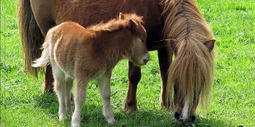 Elections USA : un poney pour tout le monde !