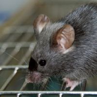 Des scientifiques font rajeunir des souris 