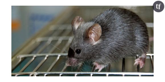 Des scientifiques font rajeunir des souris