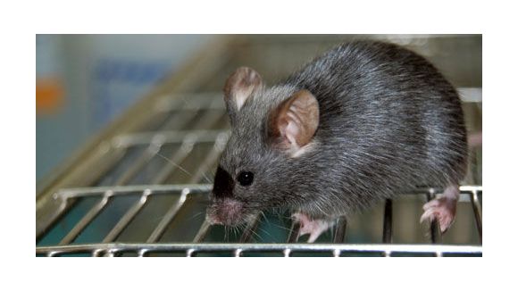 Des scientifiques font rajeunir des souris 