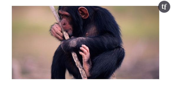 Les singes femelles jouent aussi à la poupée