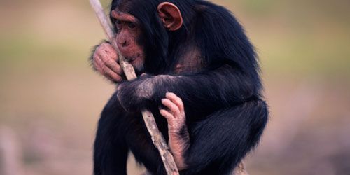 Les singes femelles jouent aussi à la poupée 