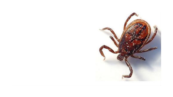 Maladie de lyme en France : deux tiers des tiques porteuses
