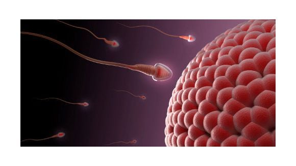 Contraception : vers une pilule pour les hommes ?