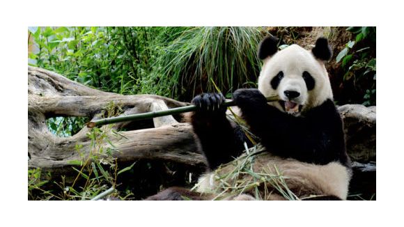 Japon : tristesse nationale après la mort du panda géant né au zoo de Tokyo