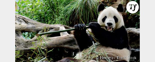 Japon : tristesse nationale après la mort du panda géant né au zoo de Tokyo