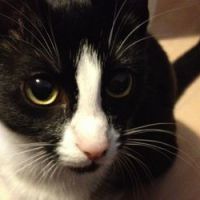 Vidéo Lolcats : le 1er festival mondial du film de chats cet été