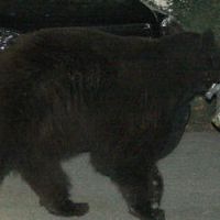 L’ours de Glendale sauvé par Twitter - Vidéo