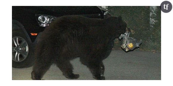 L’ours de Glendale sauvé par Twitter - Vidéo