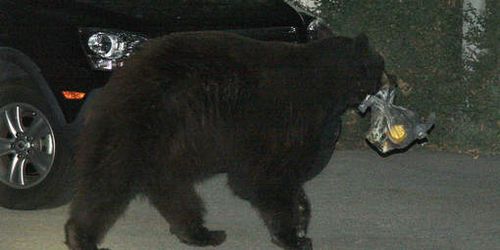 L’ours de Glendale sauvé par Twitter - Vidéo