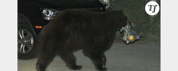 L’ours de Glendale sauvé par Twitter - Vidéo