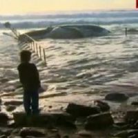 Vidéo insolite : Une baleine morte dans une piscine en Australie !