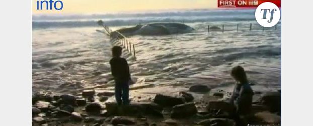 Vidéo insolite : Une baleine morte dans une piscine en Australie !