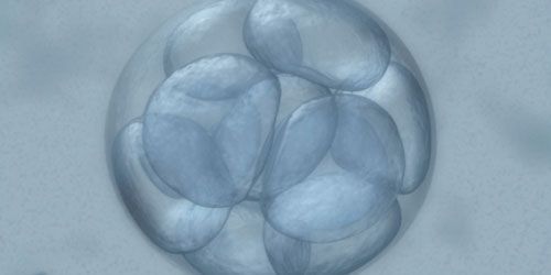 FIV : les embryons congelés plus résistants que les autres