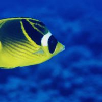 Cancer de la peau : les poissons aussi sont touchés