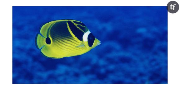 Cancer de la peau : les poissons aussi sont touchés