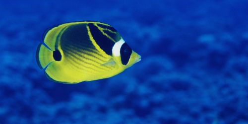 Cancer de la peau : les poissons aussi sont touchés