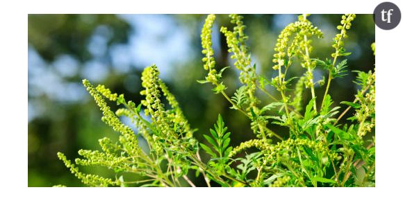 Allergie : alerte rouge sur quatre départements pour les pollens d'ambroisie