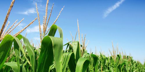 Pour éviter les pénuries alimentaires, devenez végétarien