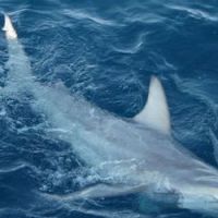 Une nouvelle attaque de requin en Australie