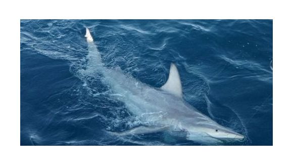 Une nouvelle attaque de requin en Australie