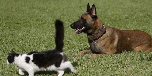 Festival du film de chats : Henri, le chat dépressif - Vidéo