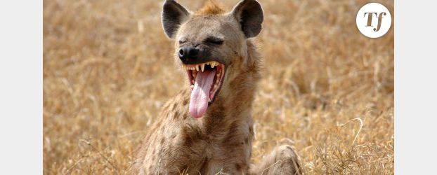 Cuir Center : les femmes comparées à des hyènes – Vidéo