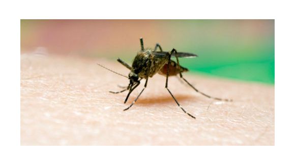 Cambodge : le SMS, nouvelle arme contre le paludisme