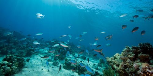 Quand les océans se réchauffent, les poissons rétrécissent