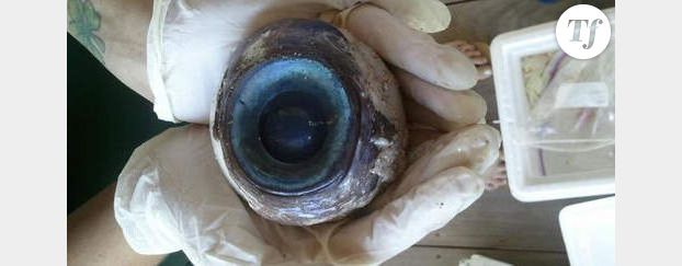 Un œil géant découvert en Floride