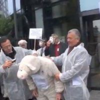 RSI : après les pigeons, les moutons se révoltent