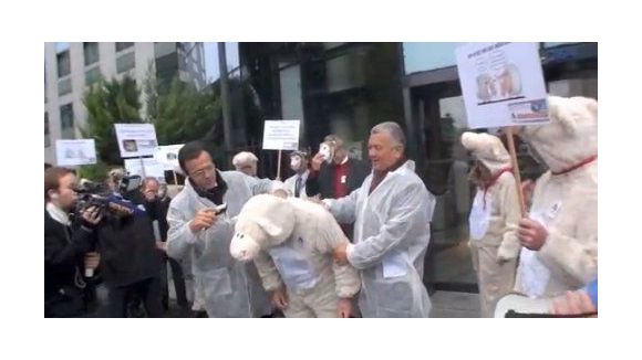 RSI : après les pigeons, les moutons se révoltent