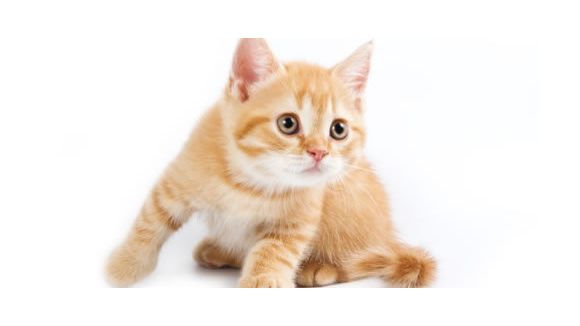 Insolite : un chat kleptomane sévit dans un quartier de San Francisco en vidéo