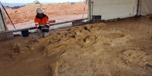 Helmut : un mammouth découvert près de Paris