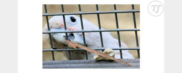 Figaro : le perroquet surdoué - Vidéo