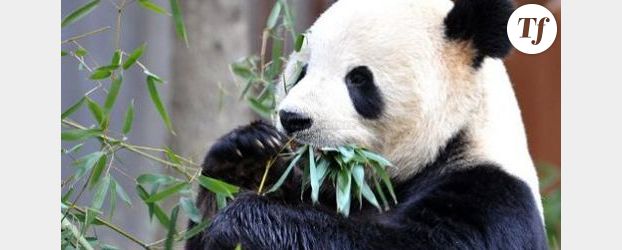 Coup de bambou pour les pandas ?