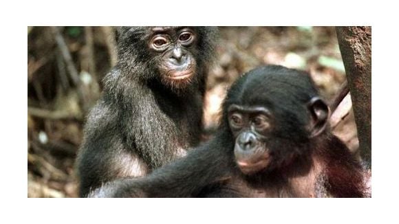 Crise de la quarantaine : petite déprime chez les singes