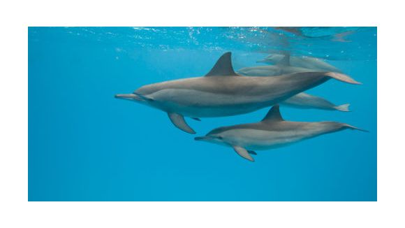 Seaworld : un dauphin mord une fillette de 8 ans