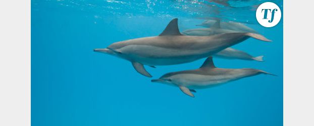 Seaworld : un dauphin mord une fillette de 8 ans