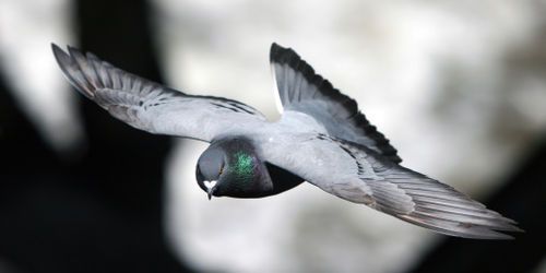 Attaque de pigeons par des silures - Vidéo