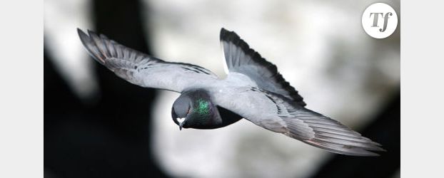 Attaque de pigeons par des silures - Vidéo