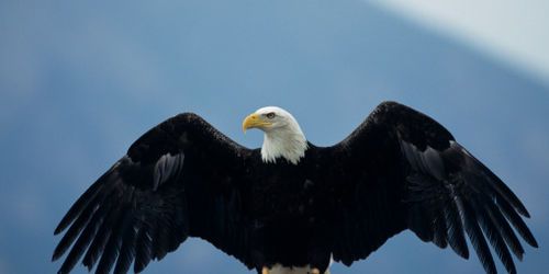 Un aigle enlève un enfant dans un parc - Vidéo