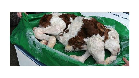 Un veau avec 2 têtes dans la ville de Peyrieu