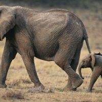 Les éléphantes Népal et Baby bientôt sauvées ?