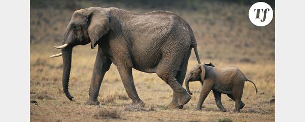 Les éléphantes Népal et Baby bientôt sauvées ?