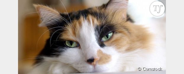 Ronron thérapie : les vertus du chat contre le stress, l'hypertension et l'insomnie