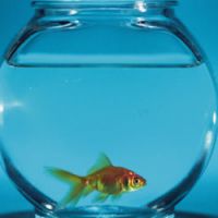 Pas de sensation de douleur chez les poissons ?